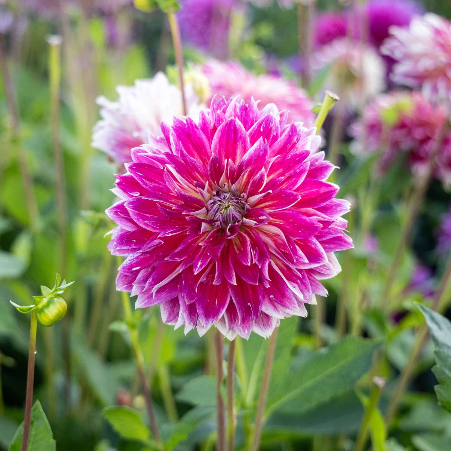 Dahlie ‘Temple of Beauty’ - Dahlia
